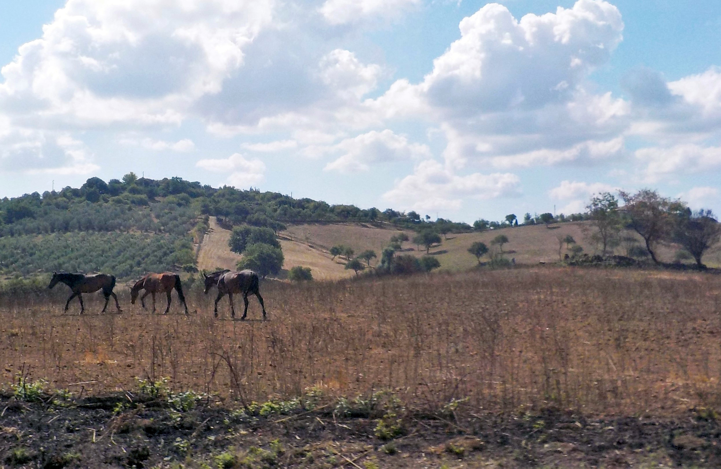 Tuscia